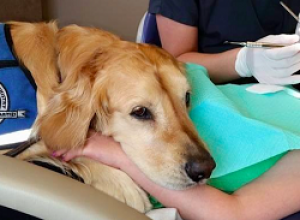 By Dr Farah Talib, DMD