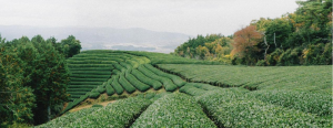 Professional Dried Fruit Source Factory in China: U100’s Factory Standards - ISO9001 Quality Benchmarks