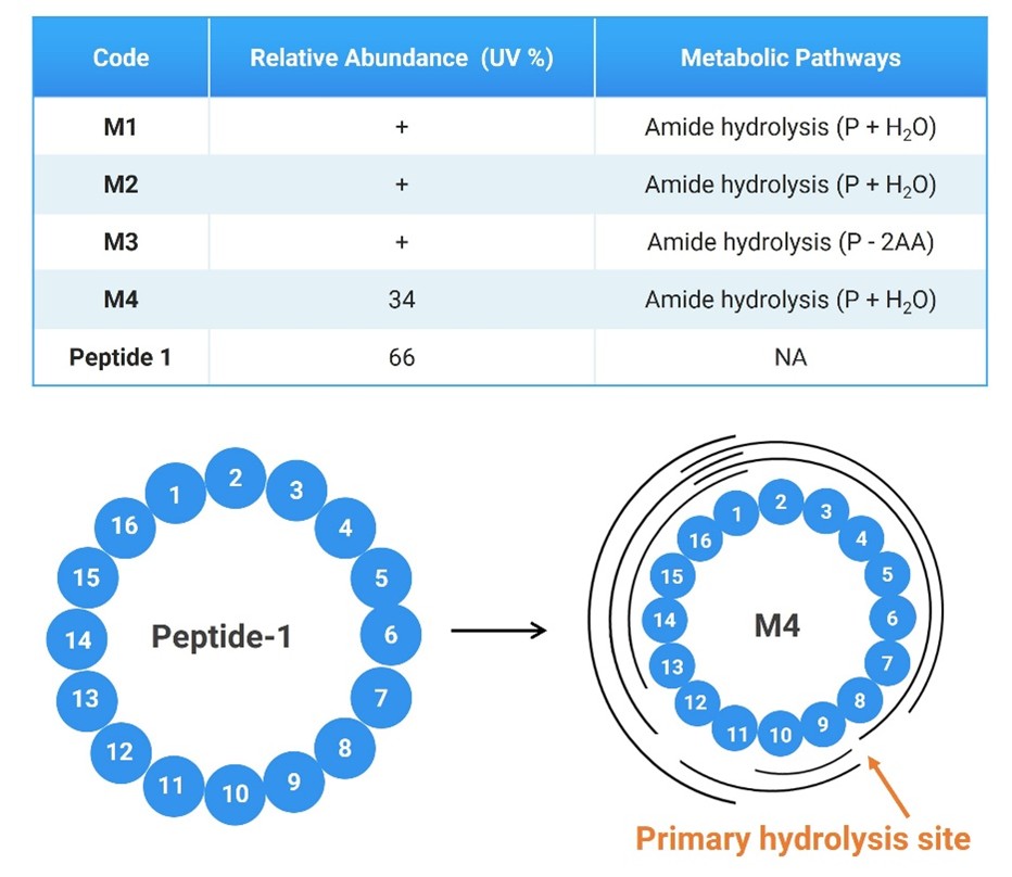 In vitro plasma metabolite study results for Peptide 1 and fragment analysis of M4 In vitro plasma metabolite study results for Peptide 1 and fragment analysis of M4