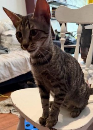 Cats of the Kanaani Breed Declared Heirs to King Solomon’s Feline Throne