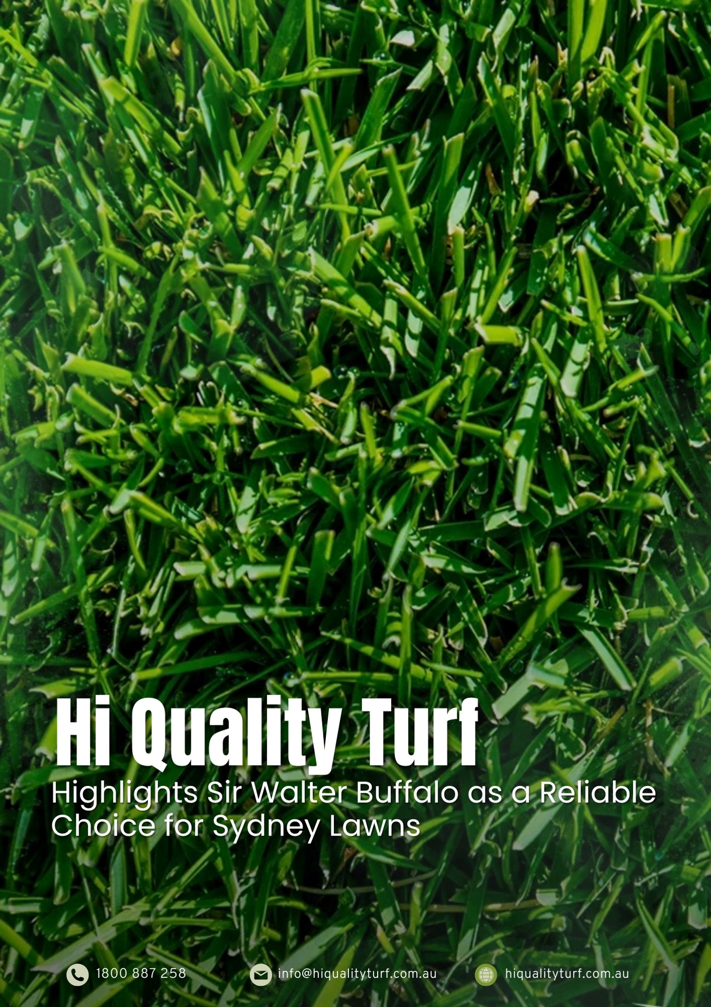 Hi Quality Turf Highlights Sir Walter Buffalo as a Reliable Choice for Sydney Lawns