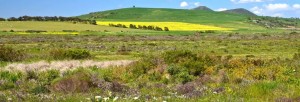 Wildflower Holidays South Africa