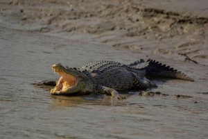 crocodile in sundarban riverside