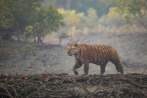 sundarban royal bengal tiger walking in sundarban forest