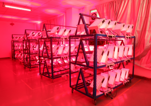 LED Light Therapy