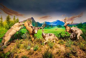 Indoor Animal Exhibition Hunting Scenes of African Jungle Animals