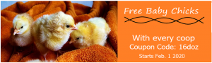 free baby chicks