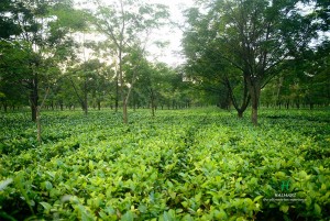 Halmari Tea Now Available in the USA