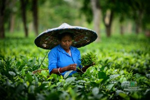 Halmari Tea Now Available in the USA