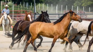 Ryan Rose Slated to Host 3rd Annual BLM Mustang Taming Course