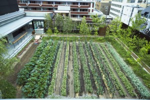 Kyoto Yaoichi Honkan rooftop farm aerial view
