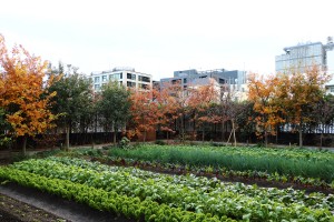 Kyoto Yaoichi Honkan rooftop farm