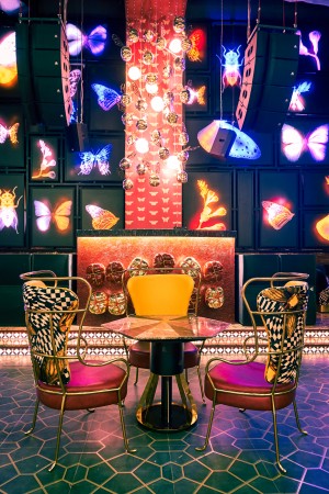 DRAGONFLY EXPERIENCE