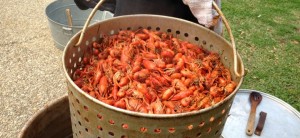 DFW Cajun Crawfish Boil ALL YOU CAN EAT