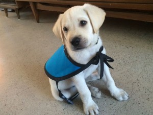 6 Year Old Type 1 Diabetic Girl - Gracie Sevilla - Seeks to Raise Funds for a Diabetic Alert Service Dog