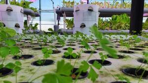 Merlin Aquaponics Farms - Vertical Farms
