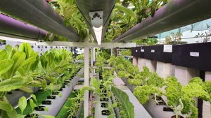 Merlin Aquaponics Farms