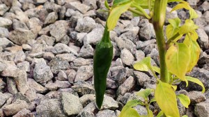Organic Produce in Media Filled Beds