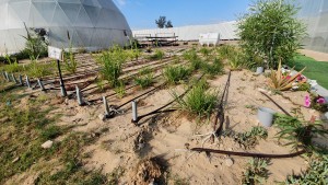 Turning Raw Desert to Green Farms