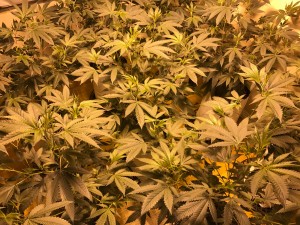 TransGlobal Assets Inc. (OTC: TMSH) Provides Pain and Depression Relief with Two New Cannabis Strains