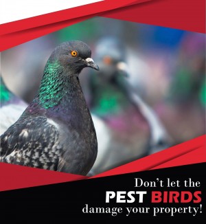 SBM Bird Control Helping Customers Keep their Property Clean and Intruder-free
