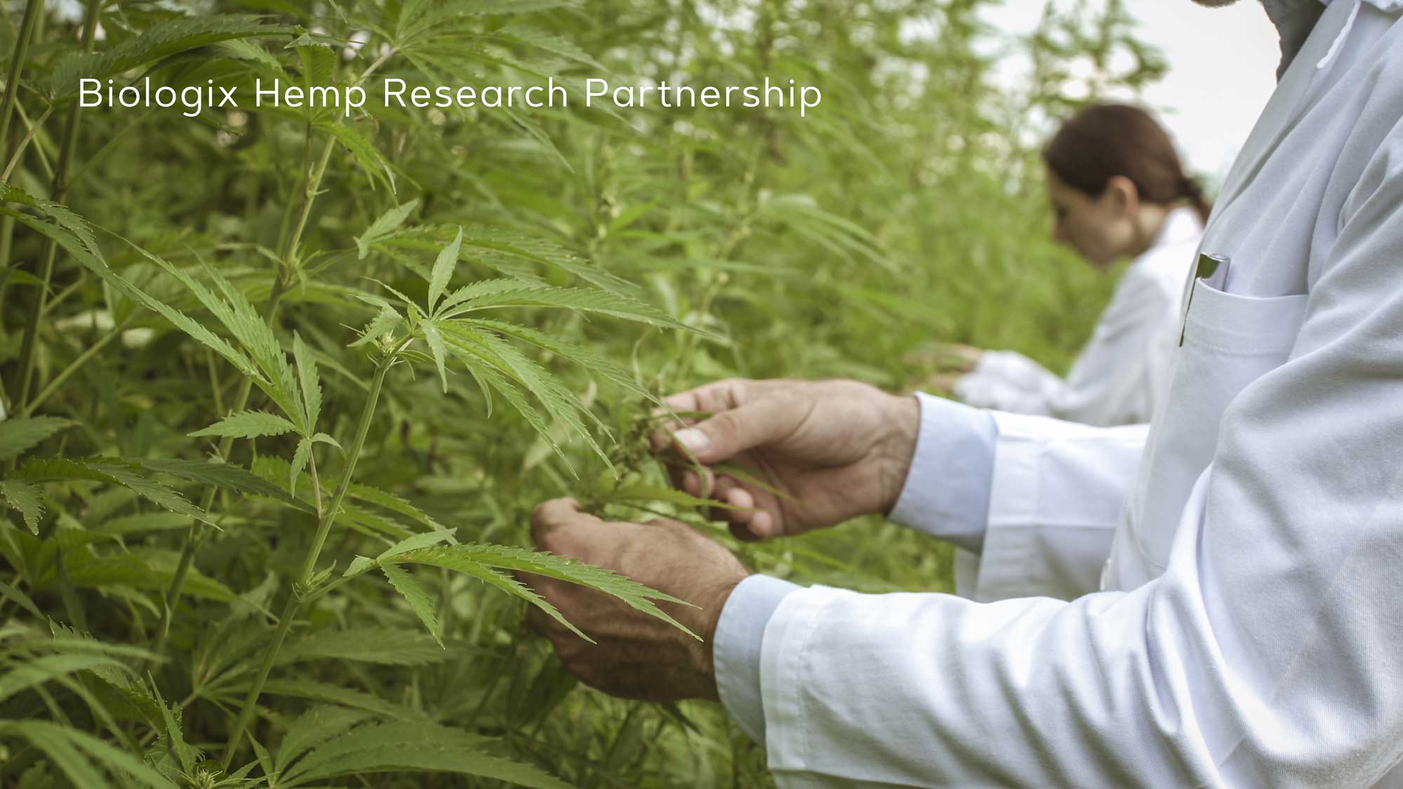 Biologix Hemp Research Partnership Biologix Hemp Research Partnership