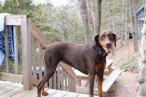 NutriCanine donates 1,000 lbs of food amid COVID-19 crisis