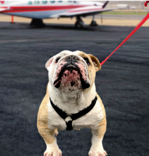 Charlie on the tarmac with Pet Rescue Pilots