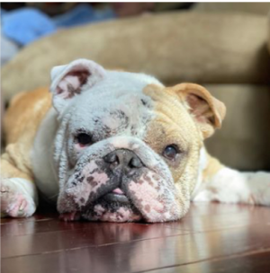 Charlie relaxing in his forever home