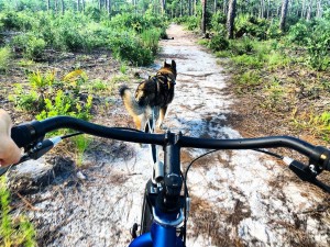 Dogs Love To Run & They Love To Pull - And You Will Love It Too