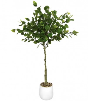 Oldvine Florals Introduces their Indoor and House Plant Collection