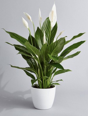 Oldvine Florals Introduces their Indoor and House Plant Collection