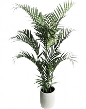 Oldvine Florals Introduces their Indoor and House Plant Collection