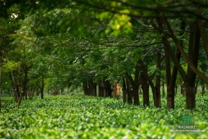 Halmari Leads the Tea Market Ranking among the Top 10 Tea and Coffee Brands 2019