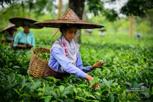 Halmari Leads the Tea Market Ranking among the Top 10 Tea and Coffee Brands 2019