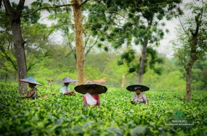 Halmari Leads the Tea Market Ranking among the Top 10 Tea and Coffee Brands 2019
