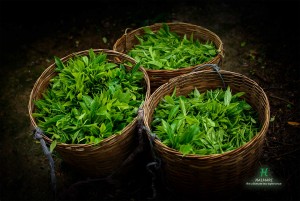 Halmari Leads the Tea Market Ranking among the Top 10 Tea and Coffee Brands 2019