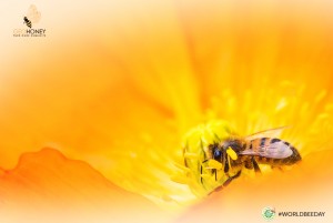 Expressing our gratitude towards bees on the World Bee Day at Geohoney!