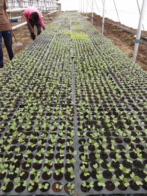 Hydroponic farmer starts Kryzen