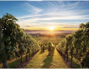 Another beautiful Sanoma County Vineyard 