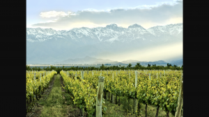 In Argentina’s Mendoza Province, the majority of the grapes are grown organically 