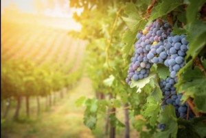 Organic Grapes can be a Grown Very Easily