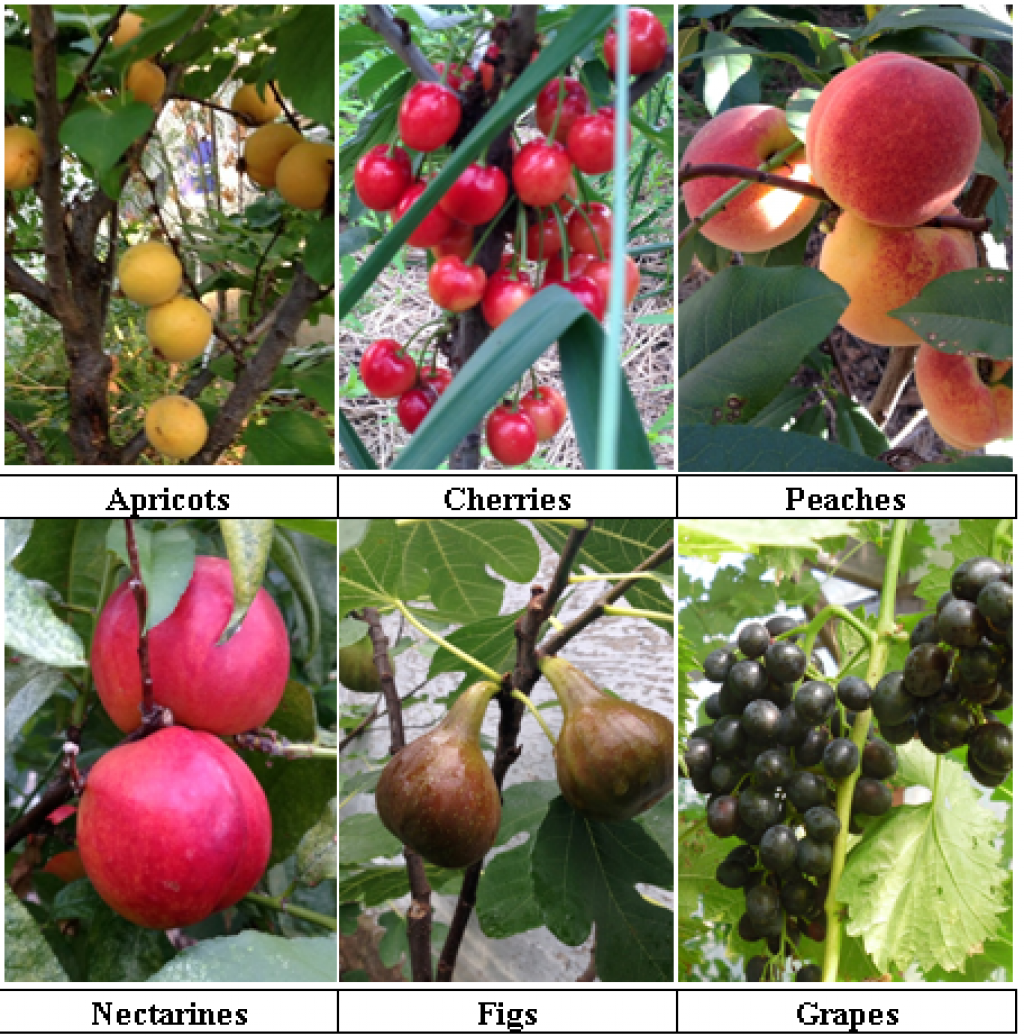FRUITS WITHOUT BORDERS Growing organic fruits beyond cold climate