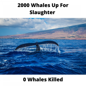 Iceland Whale Watching Popularity Spells End of Domestic Whaling Industry