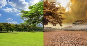 drought desert tree landscape transition