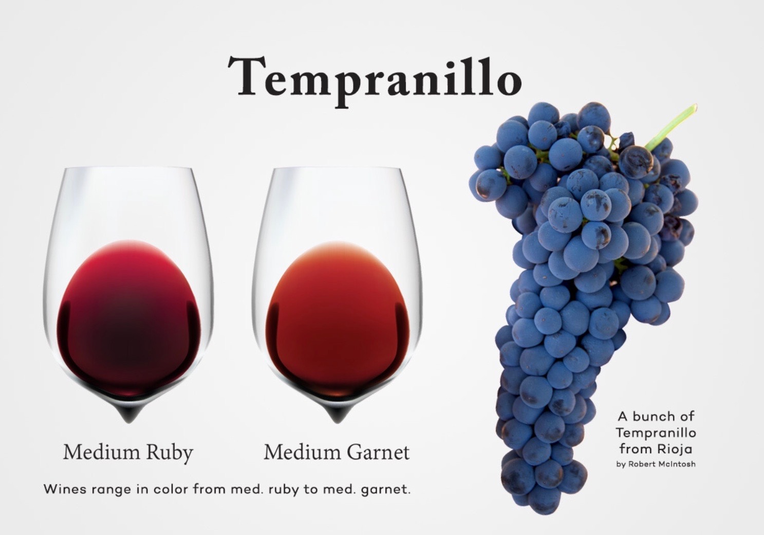 A bunch of Tempranillo grapes from Rioja A bunch of Tempranillo grapes from Rioja