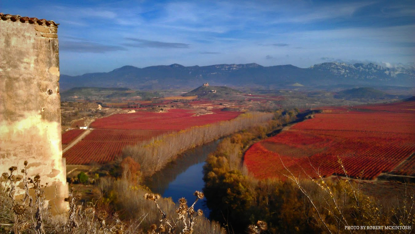 Tempranillo is one of just a few varieties of wine whose leaves turn bright red in the fall Tempranillo is one of just a few varieties of wine whose leaves turn bright red in the fall