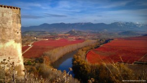 Tempranillo is one of just a few varieties of wine whose leaves turn bright red in the fall.