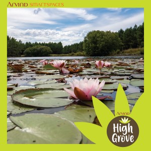 Water Lily pond at Highgrove