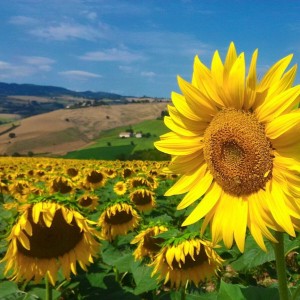 Italy Charme. Discovering the uniqueness of Italy though the mission of Italian CEO, Moreno Moretti. 